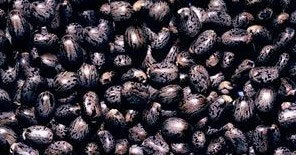 Castor Seed - Hybrid Oil Seeds Black Color 500 Kilograms 0.2% Moisture Purity 985 | High Yielding Capacity Longer Preserving Life