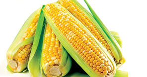 Yellow Corn Seed