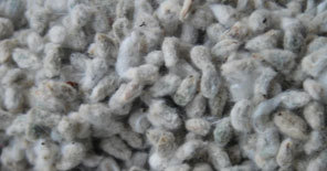 Cotton Seed - Grey Hybrid, Purity 98% | High Yielding, Disease Resistant, Long Shelf Life