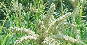 Ragi - 320g Oil Seeds, Green Color, 985 Purity, Cumin Variety, 0.25% Moisture, 6 Month Shelf Life | Food Grade Quality