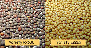Rape Seed - Hybrid Cumin Oil Seeds, 500 Kg, Multi-Color, 0.2% Moisture, 98% Purity, 12 Months Shelf Life | Edible Vegetable Grade