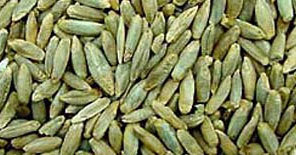Rye - 500 Kilograms Cumin Oil Seeds, 98% Purity, Green Color, Edible, 0.2% Moisture, 6 Months Shelf Life