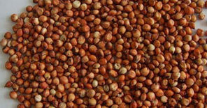 Brown Sorghum
