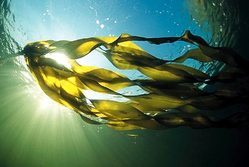 Seaweed Extract Fertilizer