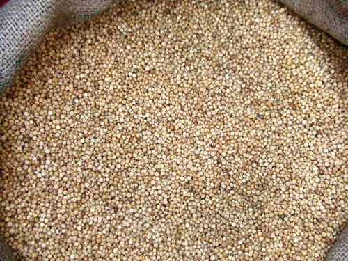 Quinoa