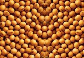 Organic Soybean Seeds