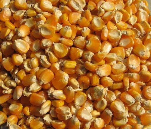 Maize Seeds