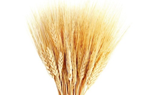 Indian Wheat