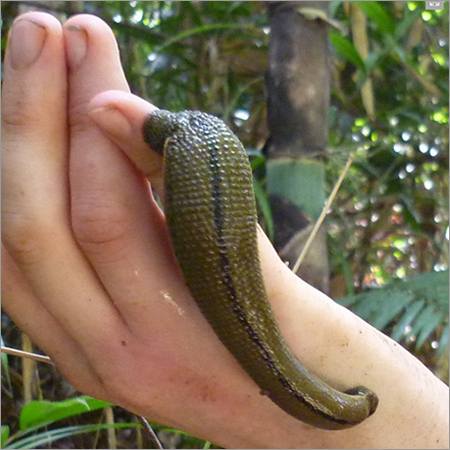 Leech Therapy - Hirudo Medicinalis, 5-10 cm | Blood Removal, Eczema Treatment, Improved Circulation, Pain Relief, Stress Reduction