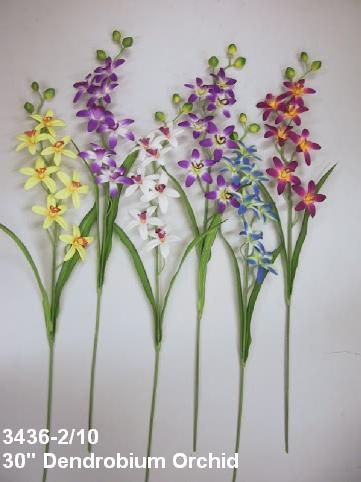 Dendrobium Orchid