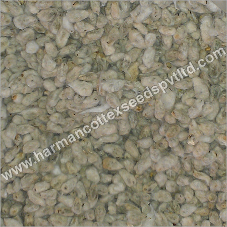 Cotton Seed