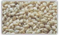 Sesame Seeds