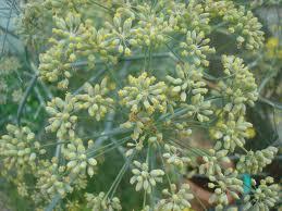 Fennel seeds