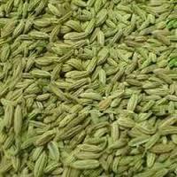 Fresh Fennel