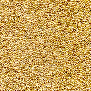 Organic Millet Seed