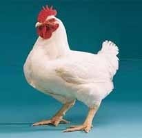 Poultry Cattle Feed Supplements