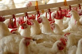 Chicken Feed