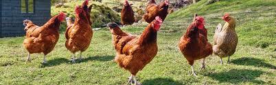 Poultry Feed Supplements