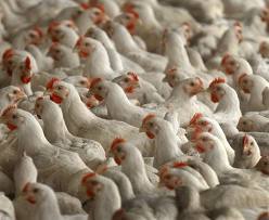 Egg Layer Poultry Feed