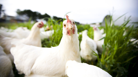 Natural Poultry Feed