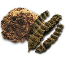 Shikakai Powder