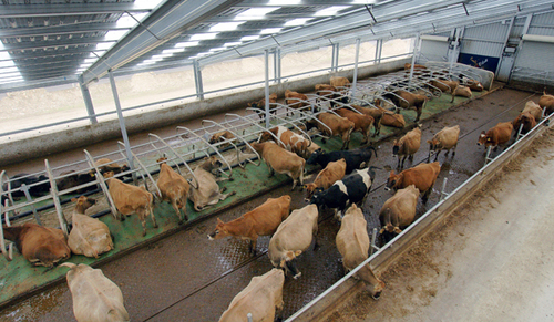 Dairy Sheds