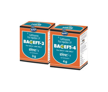 Baceft 3 Ceftriaxone and Tazobactam