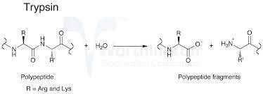 Trypsin