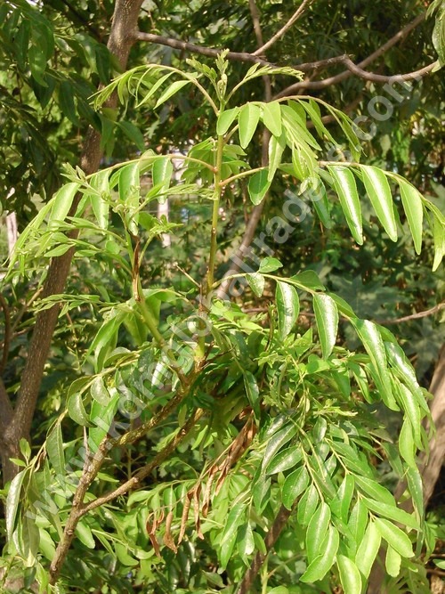Plant Leaves