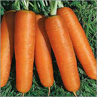 Nantes Carrot Seeds By SAFAL SEEDS AND BIOTECH LTD.