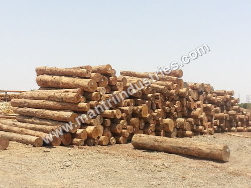 Radiata Pine Logs