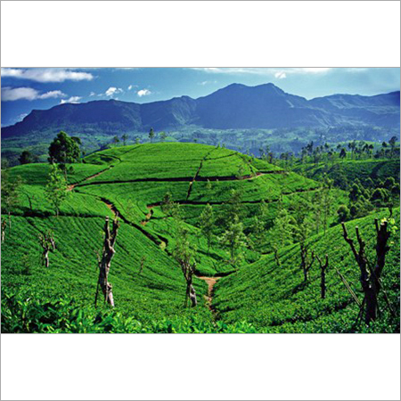 Tea Field