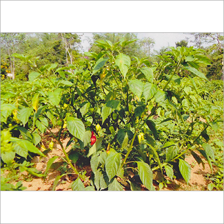 Red Chilli