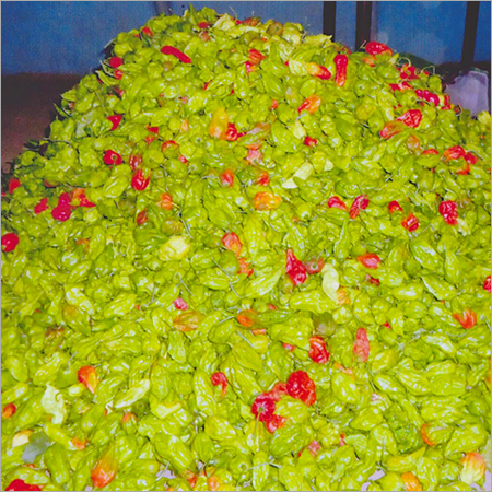 Fresh Red Chillies