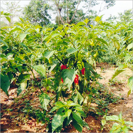 Organic Red Chilli