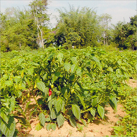 Indian Red Chilli