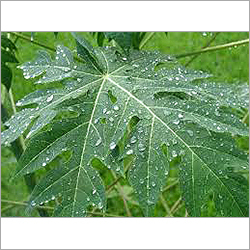 Indian Papaya Leaves