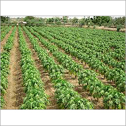 Red Lady Papaya Plant