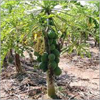 Papaya Fruits