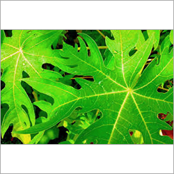 Green Papaya Leaves