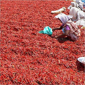 Indian Red Chilli