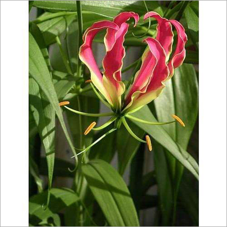Gloriosa Superba