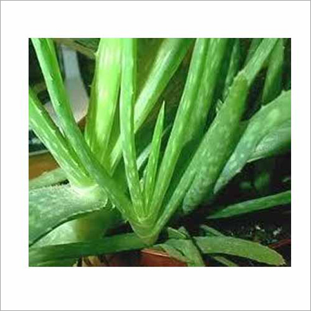Aloe Vera Plant