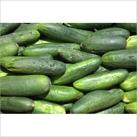 Cucumber