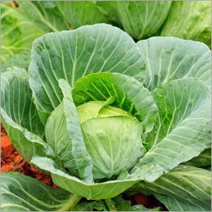 Green Cabbage