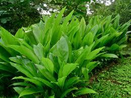 Turmeric Oil