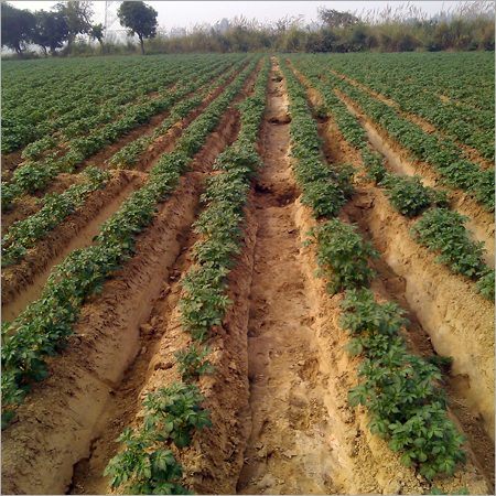 Sugar Free Potatoes