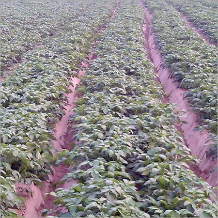 Fresh Sweet Potato
