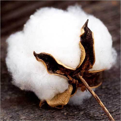 Raw Cotton