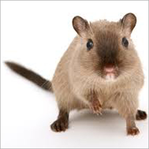 Rodent Control Services